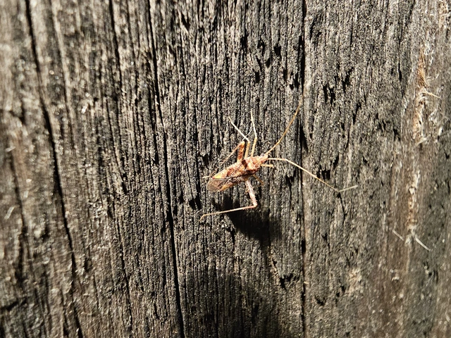 Phytocoris