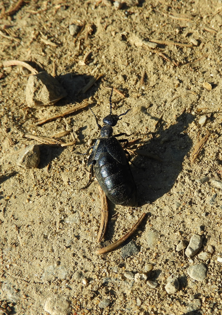 Meloe proscarabaeus - közönséges nünüke
