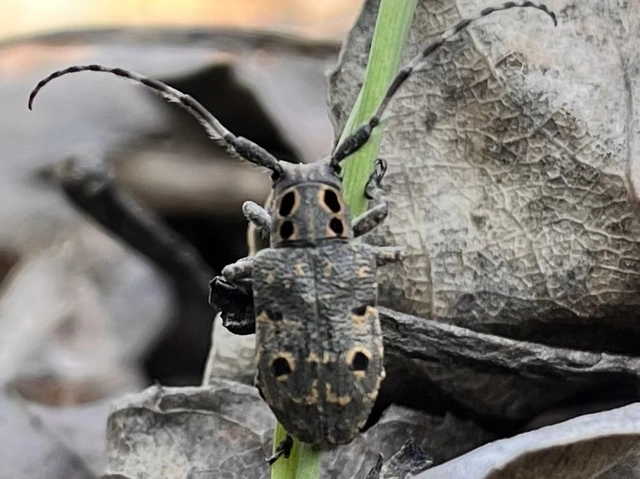 Mesosa curculionoides - szemfoltos cincér Mesosa curculionoides - szemfoltos cincér