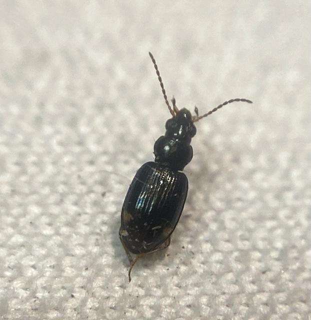 Bembidion assimile - kis gyorsfutó (Bembidion assimile)