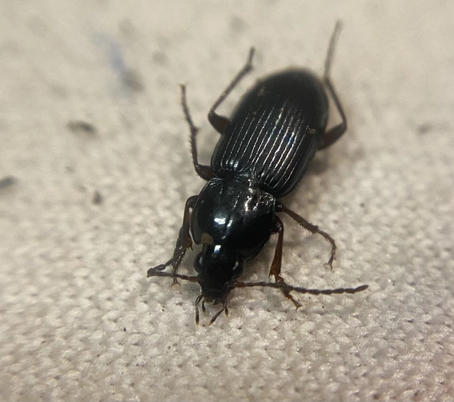 Pterostichus vernalis - ligeti gyászfutó