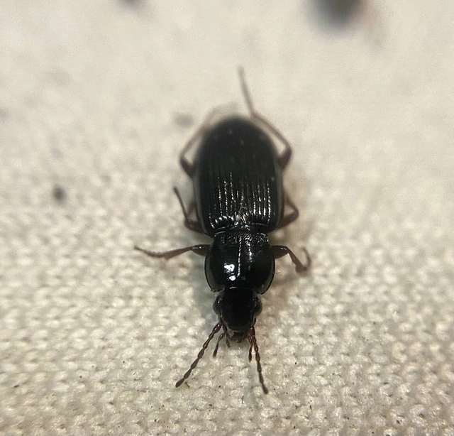 Pterostichus strenuus - gombszemű gyászfutó