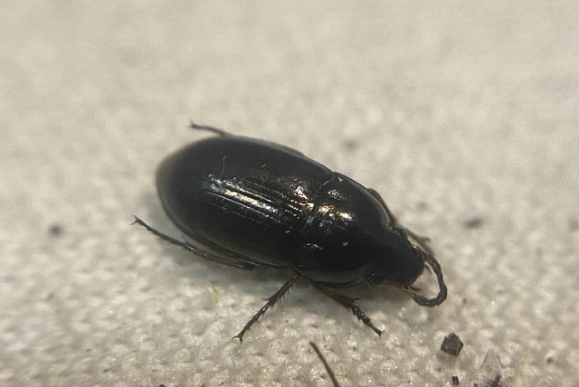 Amara tibialis - apró közfutó Amara tibialis - apró közfutó