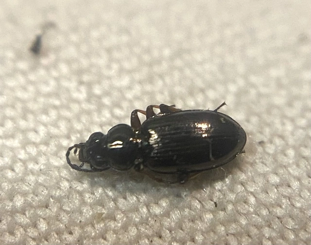 Bembidion properans - parlagi gyorsfutó