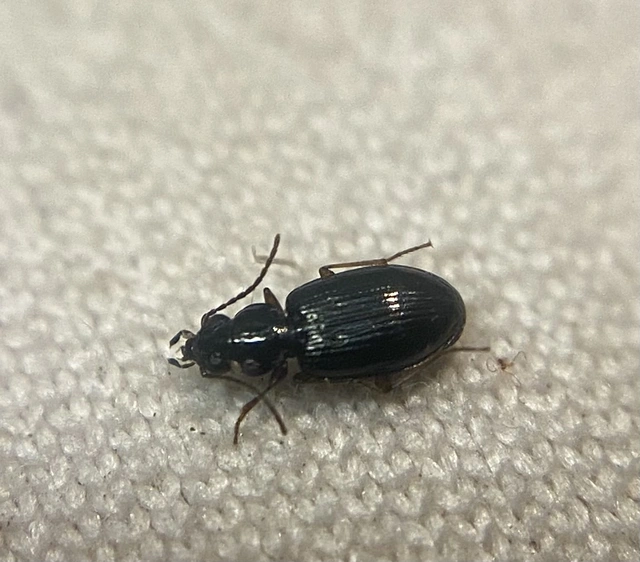 Bembidion lunulatum - füstös gyorsfutó