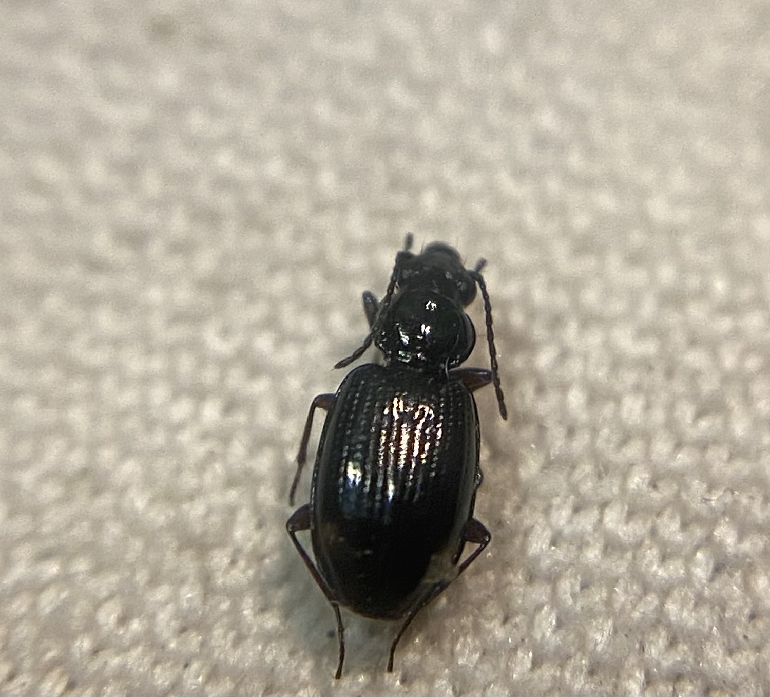 Bembidion lunulatum - füstös gyorsfutó