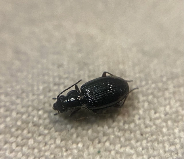 Bembidion lunulatum - füstös gyorsfutó