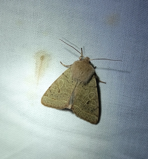 Orthosia cerasi - közepes barkabagoly