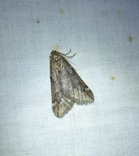 Alsophila aescularia - vadgesztenye-araszoló