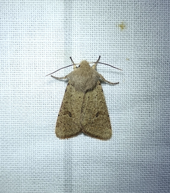 Orthosia cruda - kis barkabagoly