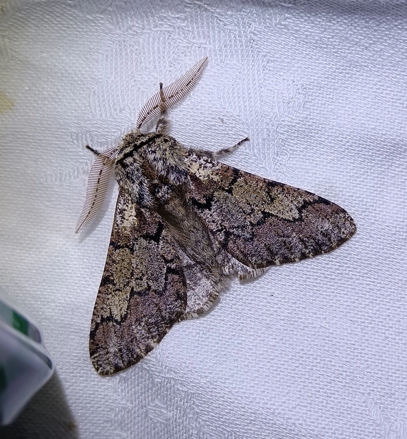 Biston strataria - barnapettyes araszoló