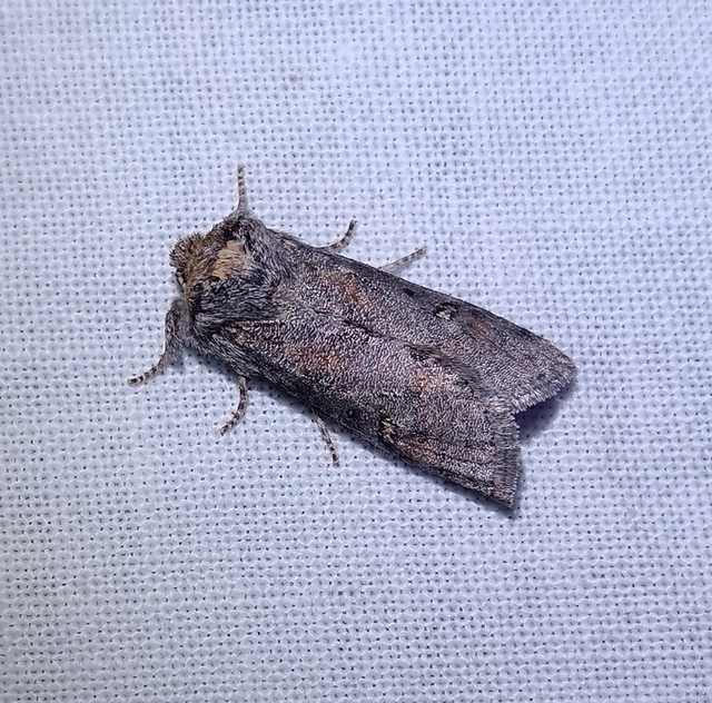 Asphalia ruficollis - vörösnyakú pihésszövő
