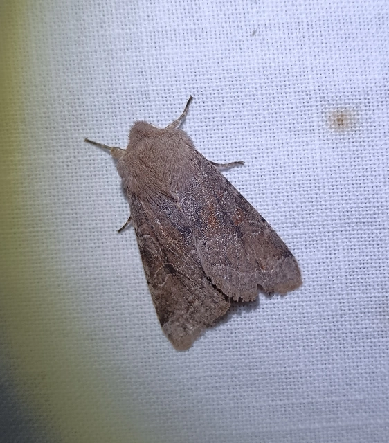 Orthosia incerta - változékony barkabagoly