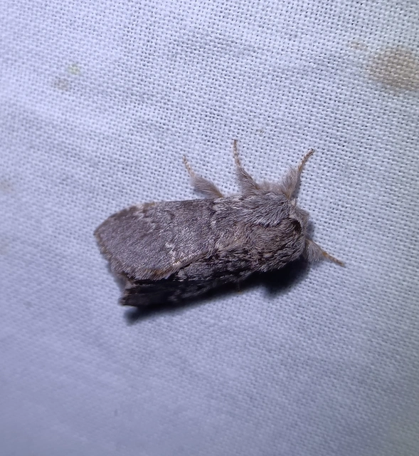 Drymonia ruficornis - cserfa-púposszövő