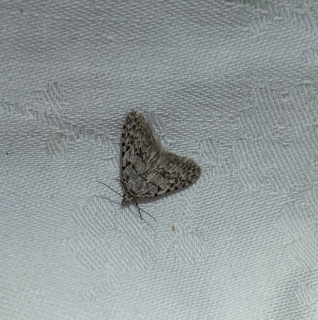 Nola cicatricalis - szürke pamacsosszövő