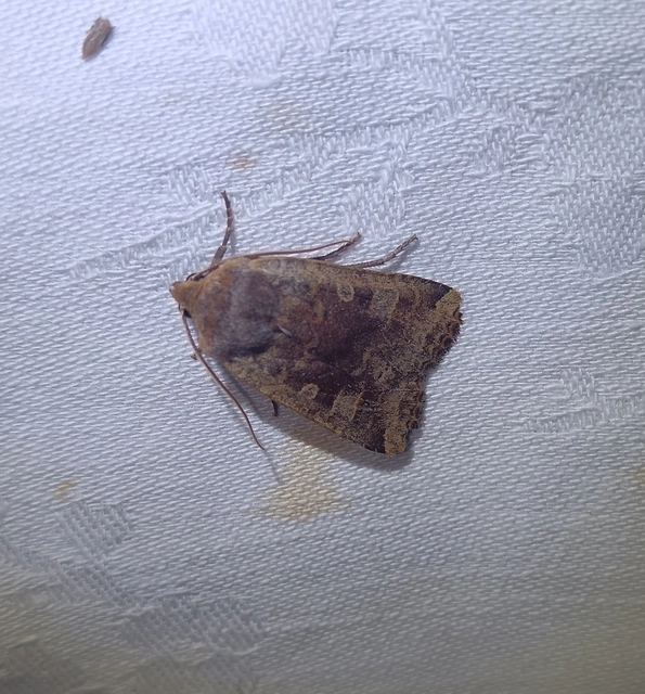 Conistra erythrocephala - vörösfejű őszibagoly