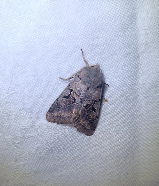 Orthosia gothica - feketefoltos barkabagoly
