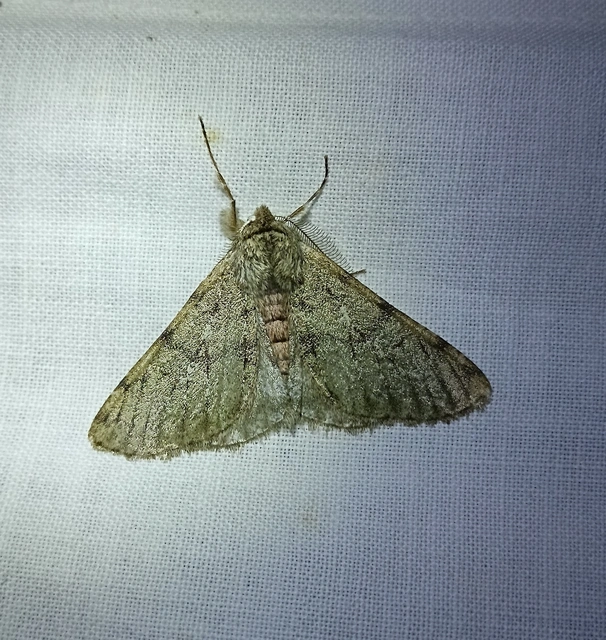 Apocheima pilosaria - zöldes tavasziaraszoló