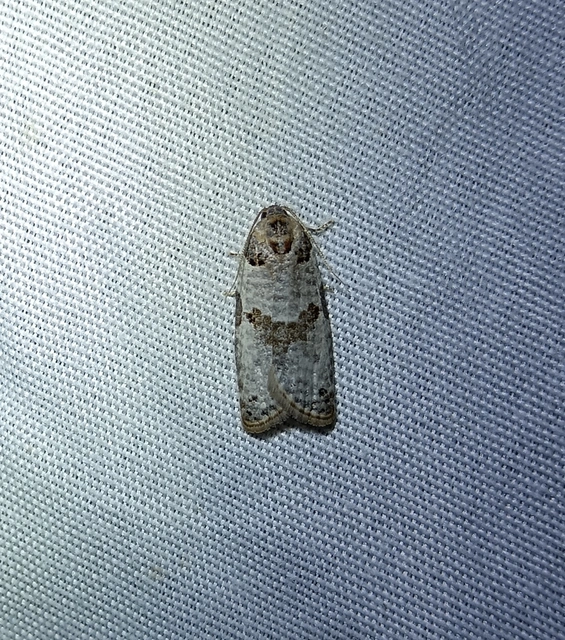 Pseudeulia asinana - korai sodrómoly
