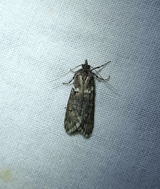 Diurnea fagella - szürke tavaszimoly