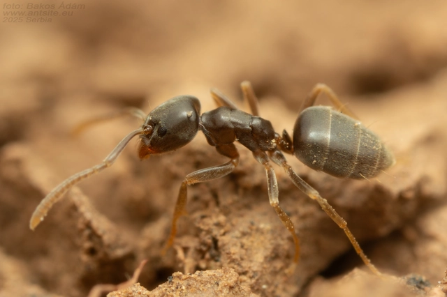 Bothriomyrmex corsicus - nyugati zsellérhangya