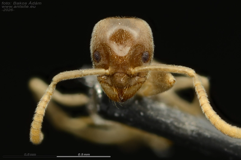 Bothriomyrmex corsicus - nyugati zsellérhangya