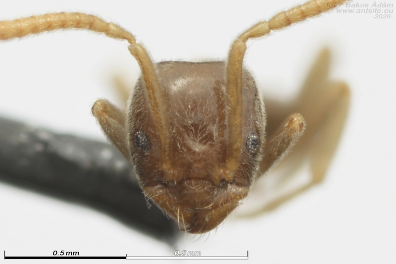 Bothriomyrmex corsicus - nyugati zsellérhangya