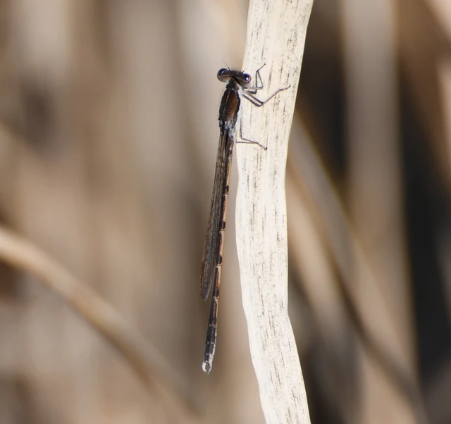 Sympecma fusca - téli rablószitakötő