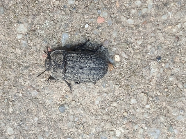 Opatrum sabulosum - sároshátú gyászbogár Opatrum sabulosum - sároshátú gyászbogár