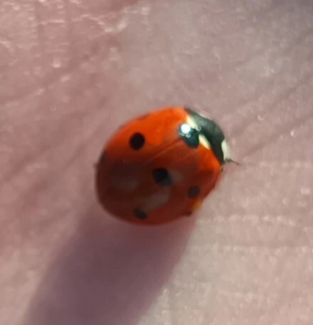 Coccinella septempunctata - hétpettyes katica