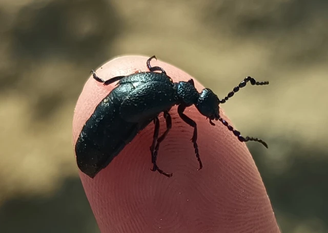 Meloe proscarabaeus - közönséges nünüke