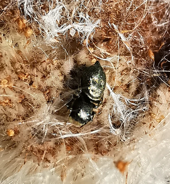 Heliophanus