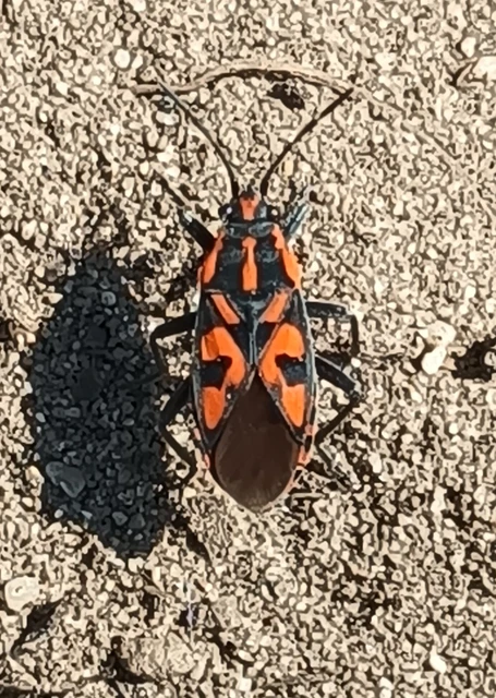 Spilostethus saxatilis - virágbodobács