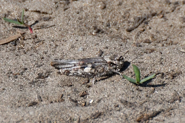 Acrotylus insubricus - önbeásósáska