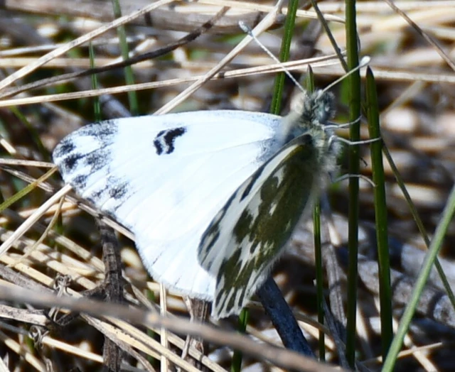 Pontia edusa - rezedalepke