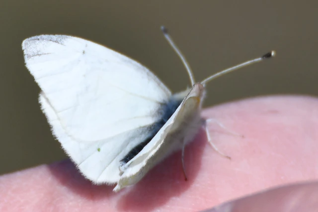 Pieris rapae - répalepke