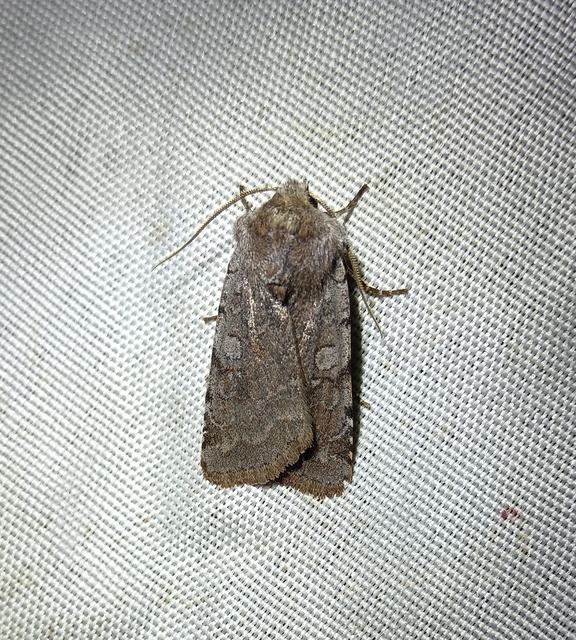 Cerastis rubricosa - vörhenyes tavaszibagoly