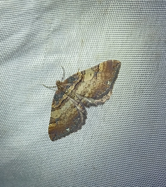 Earophila badiata - csipkerózsa-araszoló