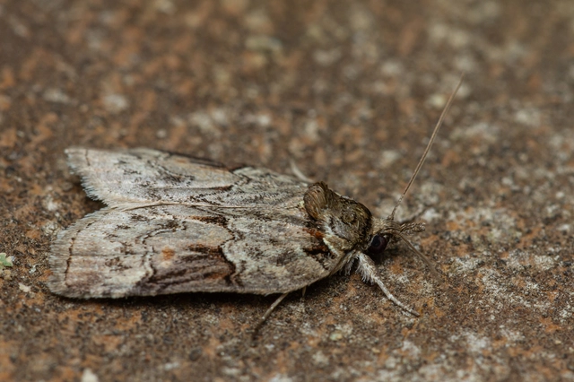 Nycteola siculana - fűz-trapézbagoly