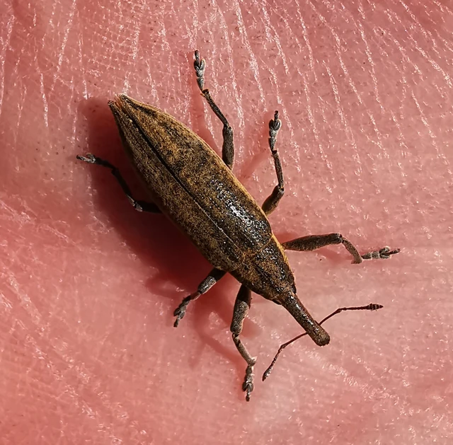 Lixus iridis - bürökfúró dudvabarkó