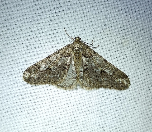 Agriopis leucophaearia - tölgy-tavasziaraszoló