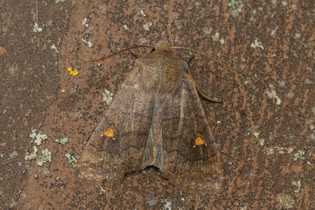 Eupsilia transversa - holdacskás télibagoly