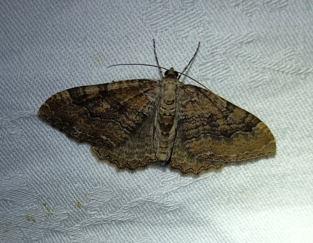 Hydria cervinalis - őzbarna araszoló