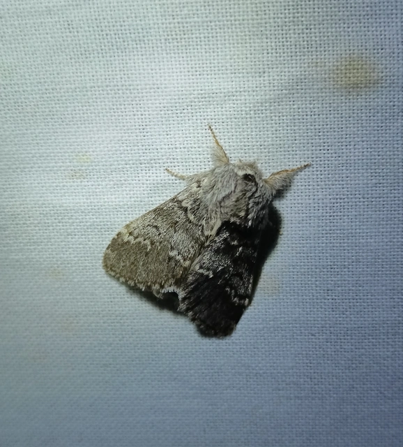 Drymonia ruficornis - cserfa-púposszövő