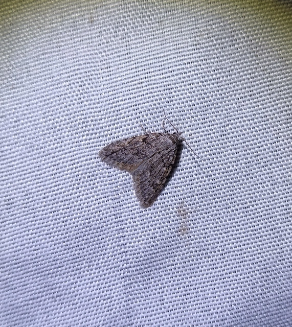 Nola cicatricalis - szürke pamacsosszövő