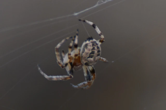 Larinioides