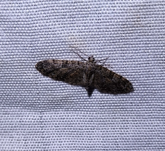 Eupithecia abbreviata - korai törpearaszoló