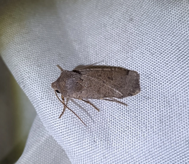 Conistra veronicae - veronika-őszibagoly