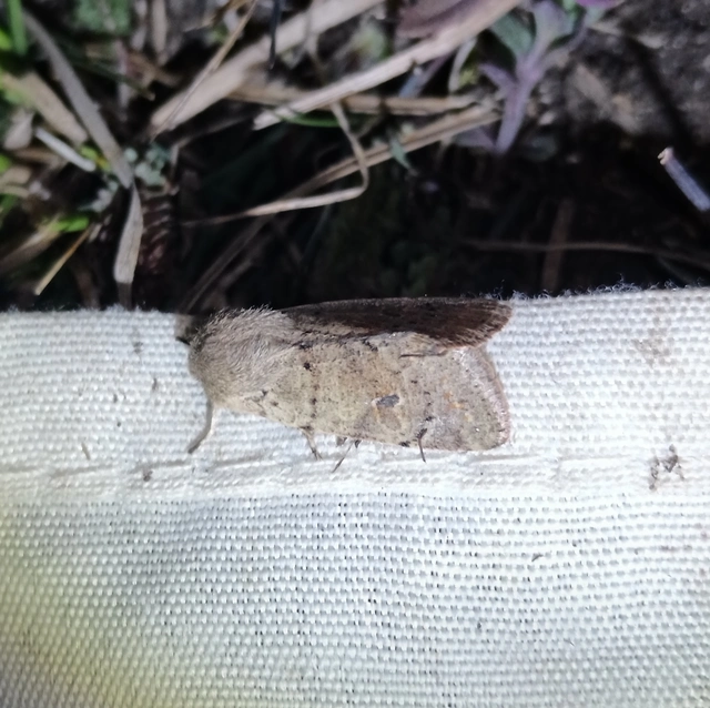 Orthosia cruda - kis barkabagoly