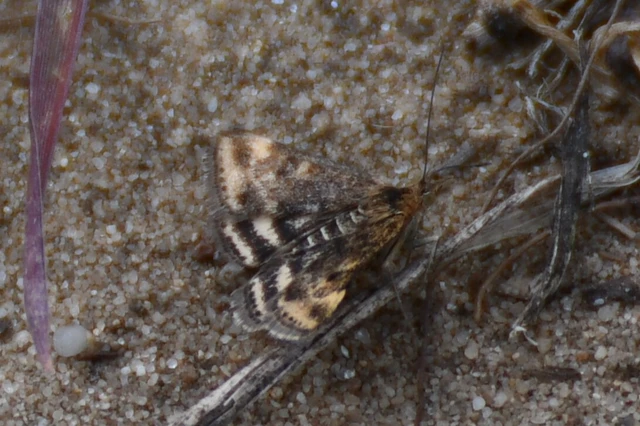 Pyrausta despicata - réti bíbormoly